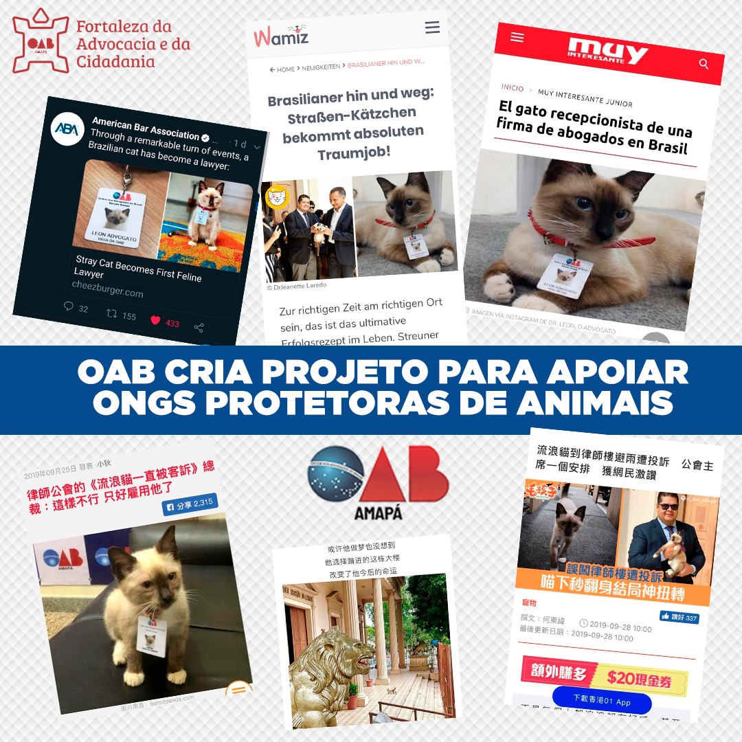 Depois do sucesso com adoção do gatinho “Leon”, presidente da OAB-AP anuncia apoio às ONGs de animais